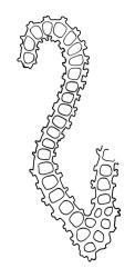 Orthotrichum hortense, cross-section of upper laminal cells including costa.
 Image: R.C. Wagstaff © All rights reserved. Redrawn with permission from Lewinsky (1984). 